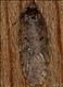 0689 (32.019) Agonopterix ciliella